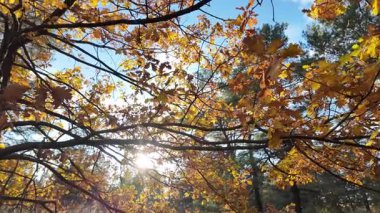 Güneşin altında güzel bir sonbahar meşesi ağacı. Sonbahar manzarası. Sonbahar meşe yaprakları, çok sığ bir odak. Gündoğumunda sonbahar meşesi yaprakları. Sonbahar güneşi altın meşe yaprakları arasında.