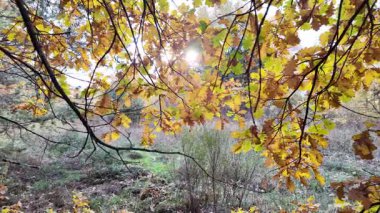 Güneşin altında güzel bir sonbahar meşesi ağacı. Sonbahar manzarası. Sonbahar meşe yaprakları, çok sığ bir odak. Gündoğumunda sonbahar meşesi yaprakları. Sonbahar güneşi altın meşe yaprakları arasında.