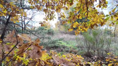 Güneşin altında güzel bir sonbahar meşesi ağacı. Sonbahar manzarası. Sonbahar meşe yaprakları, çok sığ bir odak. Gündoğumunda sonbahar meşesi yaprakları. Sonbahar güneşi altın meşe yaprakları arasında.