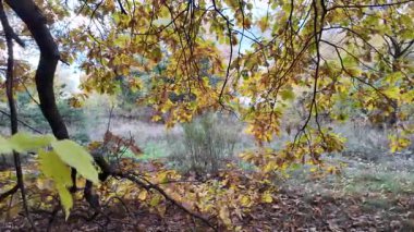 Güneşin altında güzel bir sonbahar meşesi ağacı. Sonbahar manzarası. Sonbahar meşe yaprakları, çok sığ bir odak. Gündoğumunda sonbahar meşesi yaprakları. Sonbahar güneşi altın meşe yaprakları arasında.