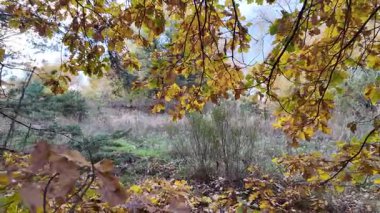 Güneşin altında güzel bir sonbahar meşesi ağacı. Sonbahar manzarası. Sonbahar meşe yaprakları, çok sığ bir odak. Gündoğumunda sonbahar meşesi yaprakları. Sonbahar güneşi altın meşe yaprakları arasında.