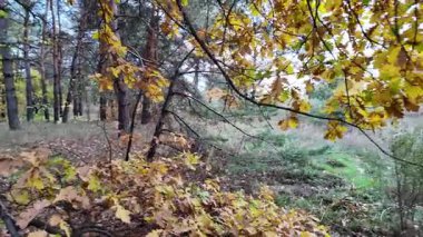 Güneşin altında güzel bir sonbahar meşesi ağacı. Sonbahar manzarası. Sonbahar meşe yaprakları, çok sığ bir odak. Gündoğumunda sonbahar meşesi yaprakları. Sonbahar güneşi altın meşe yaprakları arasında.