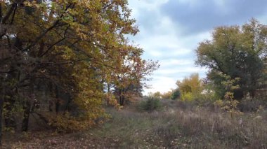 Güneşin altında güzel bir sonbahar meşesi ağacı. Sonbahar manzarası. Sonbahar meşe yaprakları, çok sığ bir odak. Gündoğumunda sonbahar meşesi yaprakları. Sonbahar güneşi altın meşe yaprakları arasında.