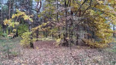 Güneşin altında güzel bir sonbahar meşesi ağacı. Sonbahar manzarası. Sonbahar meşe yaprakları, çok sığ bir odak. Gündoğumunda sonbahar meşesi yaprakları. Sonbahar güneşi altın meşe yaprakları arasında.