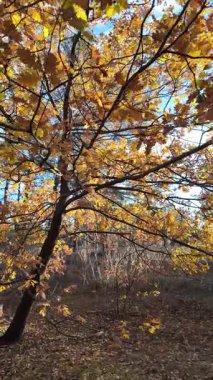 Güneşin altında güzel bir sonbahar meşesi ağacı. Sonbahar manzarası. Sonbahar meşe yaprakları, çok sığ bir odak. Gündoğumunda sonbahar meşesi yaprakları. Yaprakların arasından geçen sonbahar güneşi. Dikey video