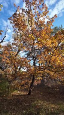 Güneşin altında güzel bir sonbahar meşesi ağacı. Sonbahar manzarası. Sonbahar meşe yaprakları, çok sığ bir odak. Gündoğumunda sonbahar meşesi yaprakları. Yaprakların arasından geçen sonbahar güneşi. Dikey video