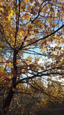 Güneşin altında güzel bir sonbahar meşesi ağacı. Sonbahar manzarası. Sonbahar meşe yaprakları, çok sığ bir odak. Gündoğumunda sonbahar meşesi yaprakları. Yaprakların arasından geçen sonbahar güneşi. Dikey video