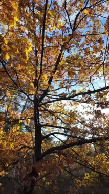 Güneşin altında güzel bir sonbahar meşesi ağacı. Sonbahar manzarası. Sonbahar meşe yaprakları, çok sığ bir odak. Gündoğumunda sonbahar meşesi yaprakları. Yaprakların arasından geçen sonbahar güneşi. Dikey video