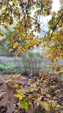 Güneşin altında güzel bir sonbahar meşesi ağacı. Sonbahar manzarası. Sonbahar meşe yaprakları, çok sığ bir odak. Gündoğumunda sonbahar meşesi yaprakları. Yaprakların arasından geçen sonbahar güneşi. Dikey video