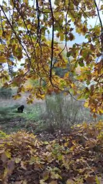 Güneşin altında güzel bir sonbahar meşesi ağacı. Sonbahar manzarası. Sonbahar meşe yaprakları, çok sığ bir odak. Gündoğumunda sonbahar meşesi yaprakları. Yaprakların arasından geçen sonbahar güneşi. Dikey video