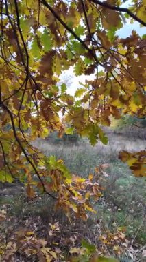 Güneşin altında güzel bir sonbahar meşesi ağacı. Sonbahar manzarası. Sonbahar meşe yaprakları, çok sığ bir odak. Gündoğumunda sonbahar meşesi yaprakları. Yaprakların arasından geçen sonbahar güneşi. Dikey video