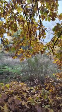 Güneşin altında güzel bir sonbahar meşesi ağacı. Sonbahar manzarası. Sonbahar meşe yaprakları, çok sığ bir odak. Gündoğumunda sonbahar meşesi yaprakları. Yaprakların arasından geçen sonbahar güneşi. Dikey video