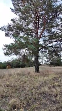 Çok bulutlu bir gökyüzü manzarası. Fırtınadan önce hava. Yağmurdan önce gökyüzü. Vistula 'da sabahın erken saatlerinde, güneşin doğuşu, çok bulutlu bir gökyüzü. Dikey video. Yüksek çözünürlüklü görüntü, 60 kare.