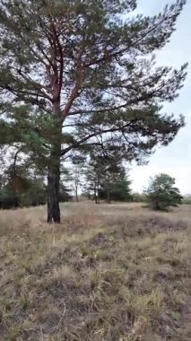 Çok bulutlu bir gökyüzü manzarası. Fırtınadan önce hava. Yağmurdan önce gökyüzü. Vistula 'da sabahın erken saatlerinde, güneşin doğuşu, çok bulutlu bir gökyüzü. Dikey video. Yüksek çözünürlüklü görüntü, 60 kare.