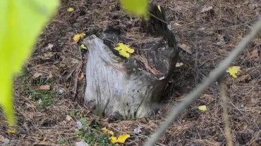 Ormanda eski bir kütük. Yaşlı bir ağaç. Yerde bir ağaç kütüğü.