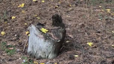 Ormanda eski bir kütük. Yaşlı bir ağaç. Yerde bir ağaç kütüğü.