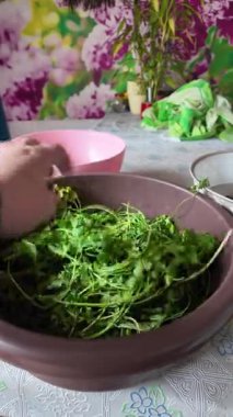 Kasede yeşil maydanoz. Kurutulmuş maydanoz. Yeşil maydanozlu ahşap kase. Vejetaryen biyo-organik salata sağlıklı besleniyor. Ev bahçesi bağışıklık artırıcı otlar. Mevsimlik hasat