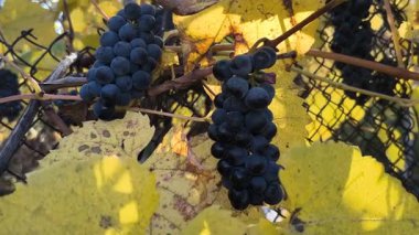 Mavi üzümler ve sarı sonbahar üzüm yaprakları. Güneşli bir sonbahar gününde yaban üzümlerinin sarı yaprakları. Sonbaharda üzüm. Bir sebze bahçesindeki çalılıkta yetişen mavi üzümler..