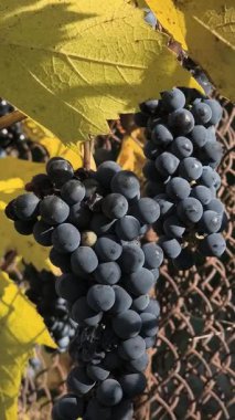 Mavi üzümler ve sarı sonbahar üzüm yaprakları. Güneşli bir sonbahar gününde yaban üzümlerinin sarı yaprakları. Sonbaharda üzüm. Bir sebze bahçesindeki çalılıkta yetişen mavi üzümler..