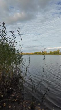 Nehir kıyısında. Balık tutma yeri. Dnieper Nehri, Ukrayna. Nehir manzarası. Kıyıda sazlıklar. Dinyeper 'dan çıkarılmış yüzen bir sazlık adası. Suyu olan vahşi bir göl manzarası..