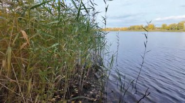 Nehir kıyısında. Balık tutma yeri. Dnieper Nehri, Ukrayna. Nehir manzarası. Kıyıda sazlıklar. Dinyeper 'dan çıkarılmış yüzen bir sazlık adası. Suyu olan vahşi bir göl manzarası..