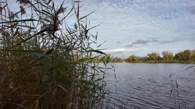 Nehir kıyısında. Balık tutma yeri. Dnieper Nehri, Ukrayna. Nehir manzarası. Kıyıda sazlıklar. Dinyeper 'dan çıkarılmış yüzen bir sazlık adası. Suyu olan vahşi bir göl manzarası..