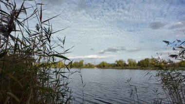 Nehir kıyısında. Balık tutma yeri. Dnieper Nehri, Ukrayna. Nehir manzarası. Kıyıda sazlıklar. Dinyeper 'dan çıkarılmış yüzen bir sazlık adası. Suyu olan vahşi bir göl manzarası..