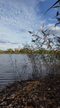 Nehir kıyısında. Balık tutma yeri. Dnieper Nehri, Ukrayna. Nehir manzarası. Kıyıda sazlıklar. Dinyeper 'dan çıkarılmış yüzen bir sazlık adası. Suyu olan vahşi bir göl manzarası..