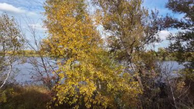 Sonbahar manzarası yavaş çekim. Ağaçtan düşen yaprakların yavaş çekim videosu. Sonbahar yaprakları yavaş çekimde düşüyor, güzel sonbahar yaprakları rüzgarda dans ediyor, 4K UHD Sezonluk doğa videoları