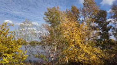 Sonbahar manzarası yavaş çekim. Ağaçtan düşen yaprakların yavaş çekim videosu. Sonbahar yaprakları yavaş çekimde düşüyor, güzel sonbahar yaprakları rüzgarda dans ediyor, 4K UHD Sezonluk doğa videoları