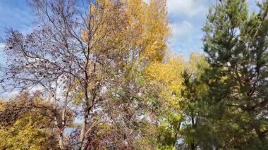 Sonbahar manzarası yavaş çekim. Ağaçtan düşen yaprakların yavaş çekim videosu. Sonbahar yaprakları yavaş çekimde düşüyor, güzel sonbahar yaprakları rüzgarda dans ediyor, 4K UHD Sezonluk doğa videoları