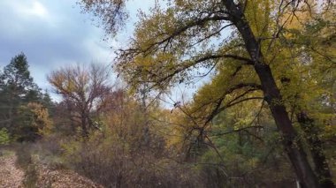 Sonbahar manzarası yavaş çekim. Ağaçtan düşen yaprakların yavaş çekim videosu. Sonbahar yaprakları yavaş çekimde düşüyor, güzel sonbahar yaprakları rüzgarda dans ediyor, 4K UHD Sezonluk doğa videoları
