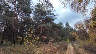 Sonbahar manzarası yavaş çekim. Ağaçtan düşen yaprakların yavaş çekim videosu. Sonbahar yaprakları yavaş çekimde düşüyor, güzel sonbahar yaprakları rüzgarda dans ediyor, 4K UHD Sezonluk doğa videoları