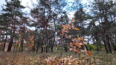 Sonbahar manzarası yavaş çekim. Ağaçtan düşen yaprakların yavaş çekim videosu. Sonbahar yaprakları yavaş çekimde düşüyor, güzel sonbahar yaprakları rüzgarda dans ediyor, 4K UHD Sezonluk doğa videoları