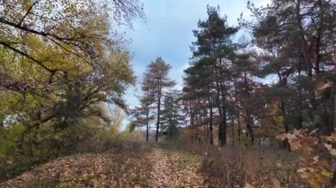 Sonbahar manzarası yavaş çekim. Ağaçtan düşen yaprakların yavaş çekim videosu. Sonbahar yaprakları yavaş çekimde düşüyor, güzel sonbahar yaprakları rüzgarda dans ediyor, 4K UHD Sezonluk doğa videoları