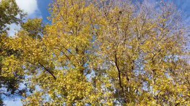 Sonbahar manzarası yavaş çekim. Ağaçtan düşen yaprakların yavaş çekim videosu. Sonbahar yaprakları yavaş çekimde düşüyor, güzel sonbahar yaprakları rüzgarda dans ediyor, 4K UHD Sezonluk doğa videoları