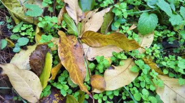 Sonbahar manzarası yavaş çekim. Yerde yaprakların yavaş çekim videosu. Sonbahar arkaplanı. Doğal sonbahar görüntüleri. Sarı sonbahar yaprakları parkta. Dönen kamera. Yüksek kaliteli sonbahar görüntüleriyle 