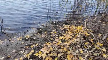 Sonbahar manzarası yavaş çekim. Yerde yaprakların yavaş çekim videosu. Sonbahar arkaplanı. Doğal sonbahar görüntüleri. Sarı sonbahar yaprakları parkta. Dönen kamera. Yüksek kaliteli sonbahar görüntüleriyle 