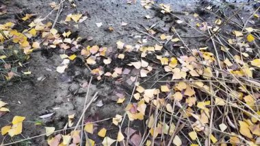 Sonbahar manzarası yavaş çekim. Yerde yaprakların yavaş çekim videosu. Sonbahar arkaplanı. Doğal sonbahar görüntüleri. Sarı sonbahar yaprakları parkta. Dönen kamera. Yüksek kaliteli sonbahar görüntüleriyle 