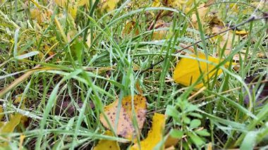 Sonbahar manzarası yavaş çekim. Yerde yaprakların yavaş çekim videosu. Sonbahar arkaplanı. Doğal sonbahar görüntüleri. Sarı sonbahar yaprakları parkta. Dönen kamera. Yüksek kaliteli sonbahar görüntüleriyle 