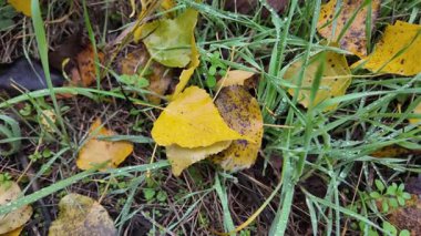 Sonbahar manzarası yavaş çekim. Yerde yaprakların yavaş çekim videosu. Sonbahar arkaplanı. Doğal sonbahar görüntüleri. Sarı sonbahar yaprakları parkta. Dönen kamera. Yüksek kaliteli sonbahar görüntüleriyle 