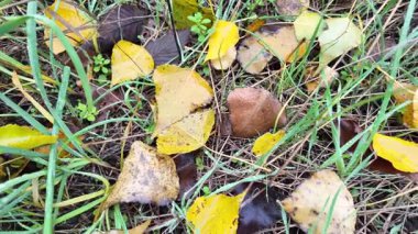 Sonbahar manzarası yavaş çekim. Yerde yaprakların yavaş çekim videosu. Sonbahar arkaplanı. Doğal sonbahar görüntüleri. Sarı sonbahar yaprakları parkta. Dönen kamera. Yüksek kaliteli sonbahar görüntüleriyle 