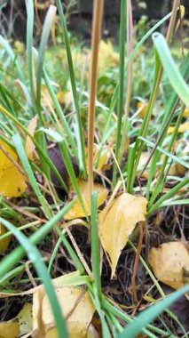 Sonbahar manzarası yavaş çekim. Yerde yaprakların yavaş çekim videosu. Sonbahar arkaplanı. Doğal sonbahar görüntüleri. Sarı sonbahar yaprakları parkta. Dönen kamera. Yüksek kaliteli sonbahar görüntüleriyle 