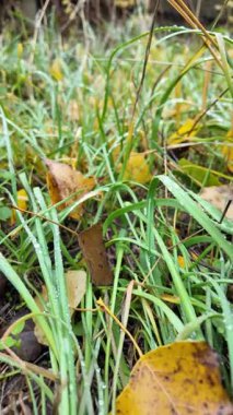 Sonbahar manzarası yavaş çekim. Yerde yaprakların yavaş çekim videosu. Sonbahar arkaplanı. Doğal sonbahar görüntüleri. Sarı sonbahar yaprakları parkta. Dönen kamera. Yüksek kaliteli sonbahar görüntüleriyle 