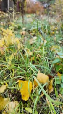 Sonbahar manzarası yavaş çekim. Yerde yaprakların yavaş çekim videosu. Sonbahar arkaplanı. Doğal sonbahar görüntüleri. Sarı sonbahar yaprakları parkta. Dönen kamera. Yüksek kaliteli sonbahar görüntüleriyle 