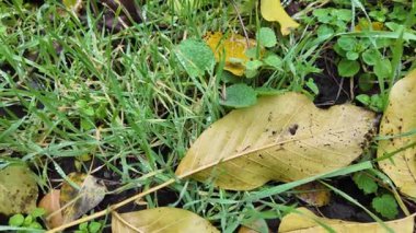 Sonbahar manzarası yavaş çekim. Yerde yaprakların yavaş çekim videosu. Sonbahar arkaplanı. Doğal sonbahar görüntüleri. Sarı sonbahar yaprakları parkta. Dönen kamera. Yüksek kaliteli sonbahar görüntüleriyle 