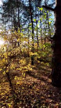 Orman ve güneşli, yüksek kaliteli sonbahar görüntüleri. Güneş ve sonbahar ağacı. 4K 60 fp. Renkli sonbahar yaprakları. Sonbahar ormanında sarı yaprakları olan güzel huş ağacı..