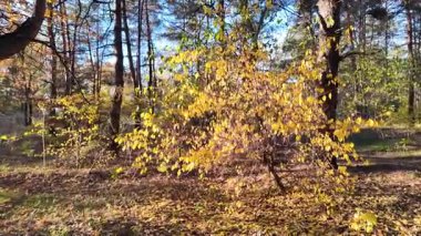Orman ve güneşli, yüksek kaliteli sonbahar görüntüleri. Güneş ve sonbahar ağacı. 4K 60 fp. Renkli sonbahar yaprakları. Sonbahar ormanında sarı yaprakları olan güzel huş ağacı..