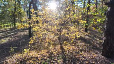 Orman ve güneşli, yüksek kaliteli sonbahar görüntüleri. Güneş ve sonbahar ağacı. 4K 60 fp. Renkli sonbahar yaprakları. Sonbahar ormanında sarı yaprakları olan güzel huş ağacı..