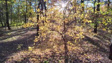 Orman ve güneşli, yüksek kaliteli sonbahar görüntüleri. Güneş ve sonbahar ağacı. 4K 60 fp. Renkli sonbahar yaprakları. Sonbahar ormanında sarı yaprakları olan güzel huş ağacı..